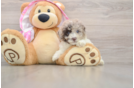 Petite Pudle Purebred Puppy