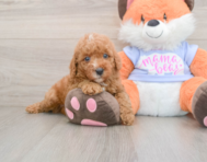 5 week old Poodle Puppy For Sale - Lone Star Pups