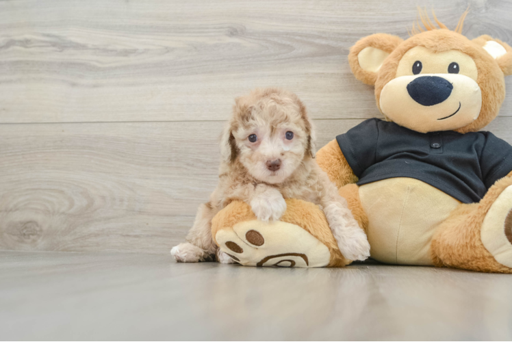 Akc Registered Poodle Purebred Pup