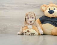 8 week old Poodle Puppy For Sale - Lone Star Pups