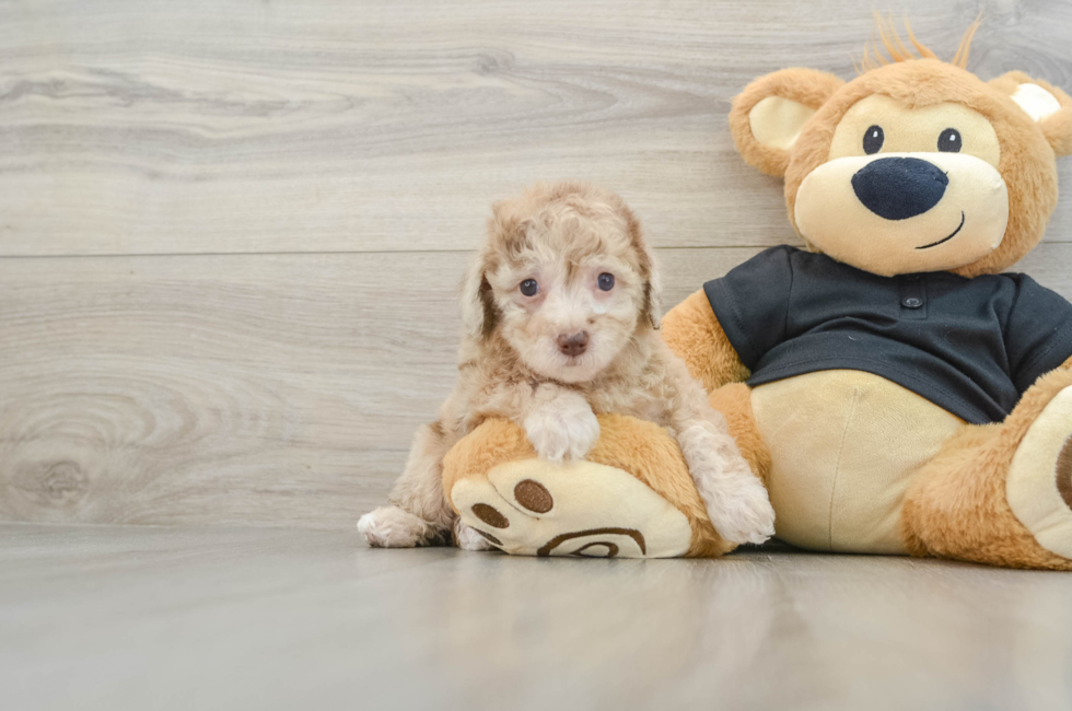 6 week old Poodle Puppy For Sale - Lone Star Pups