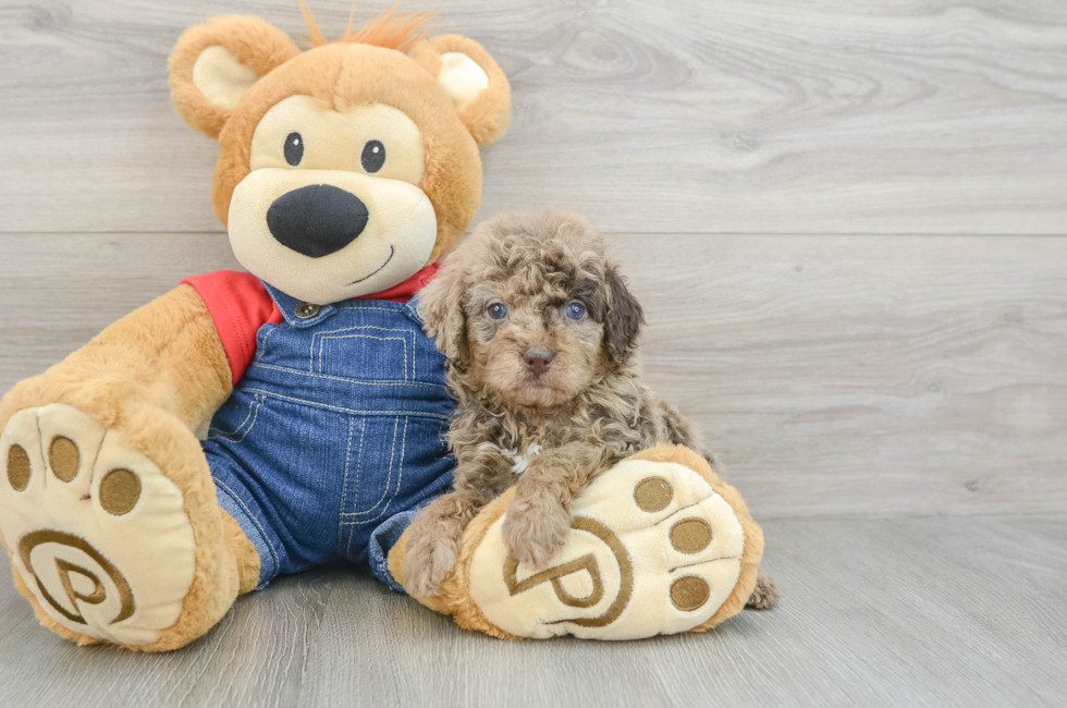 5 week old Poodle Puppy For Sale - Lone Star Pups