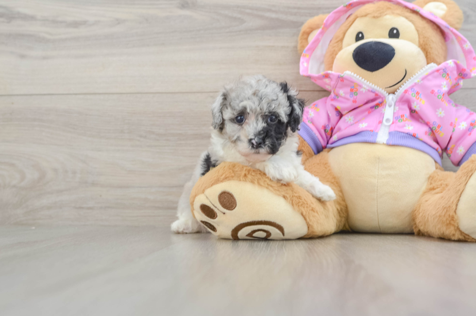5 week old Poodle Puppy For Sale - Lone Star Pups