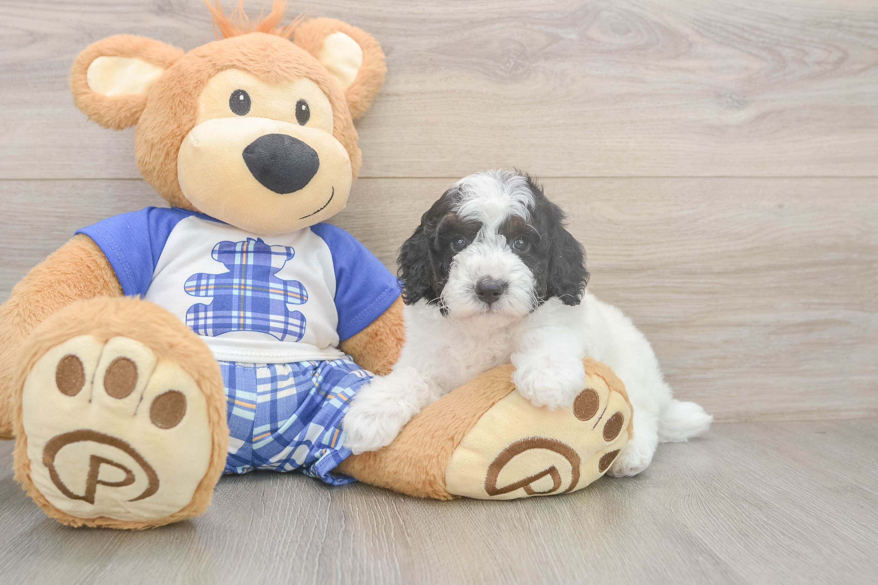 Adorable Caniche Purebred Puppy