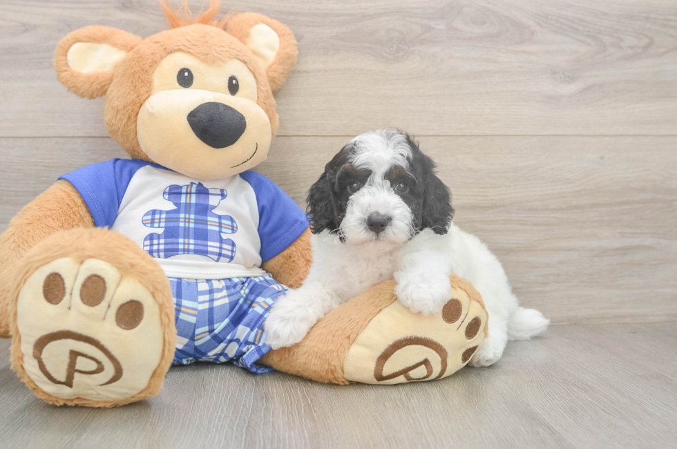 5 week old Poodle Puppy For Sale - Lone Star Pups