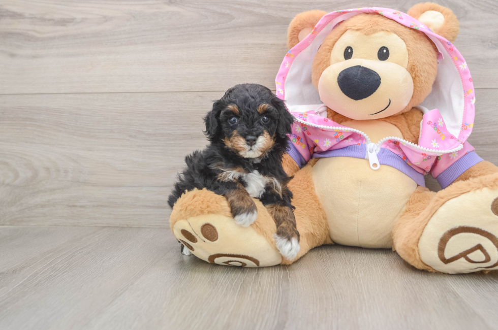 5 week old Poodle Puppy For Sale - Lone Star Pups