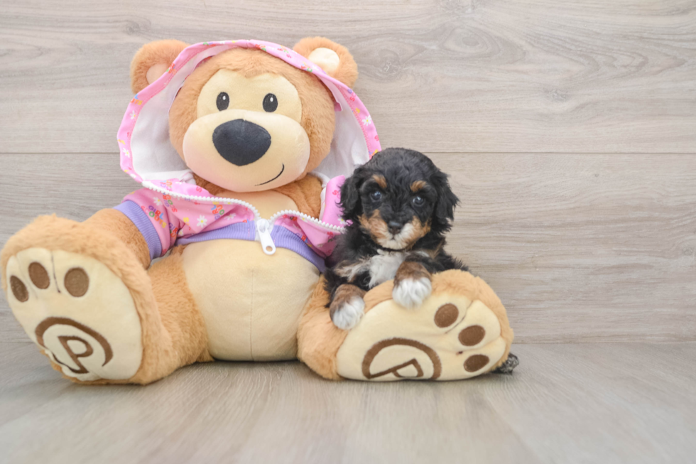 Akc Registered Poodle Purebred Pup