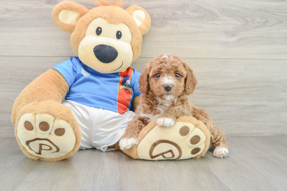 Poodle Pup Being Cute