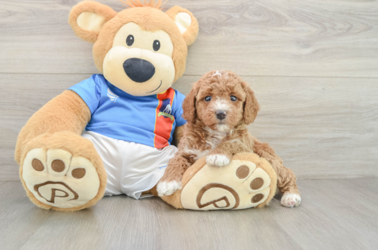 Poodle Pup Being Cute