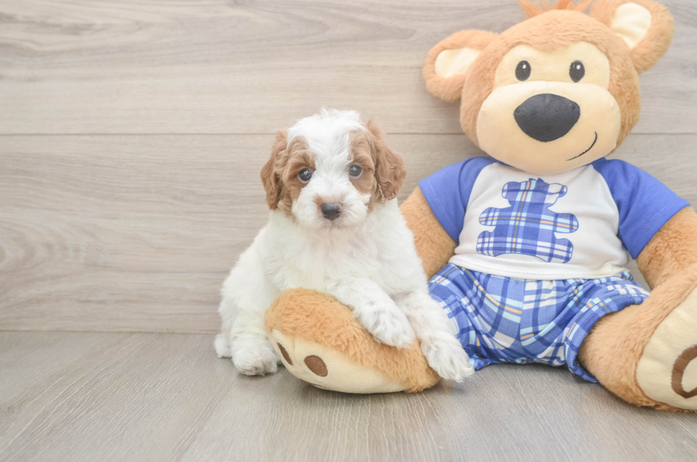 5 week old Poodle Puppy For Sale - Lone Star Pups