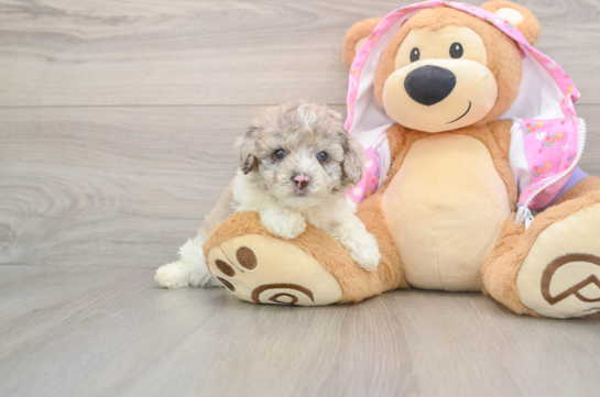 Small Poodle Purebred Pup