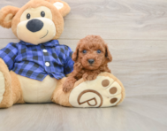 7 week old Poodle Puppy For Sale - Lone Star Pups