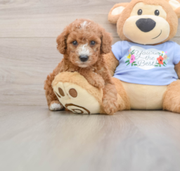 7 week old Poodle Puppy For Sale - Lone Star Pups
