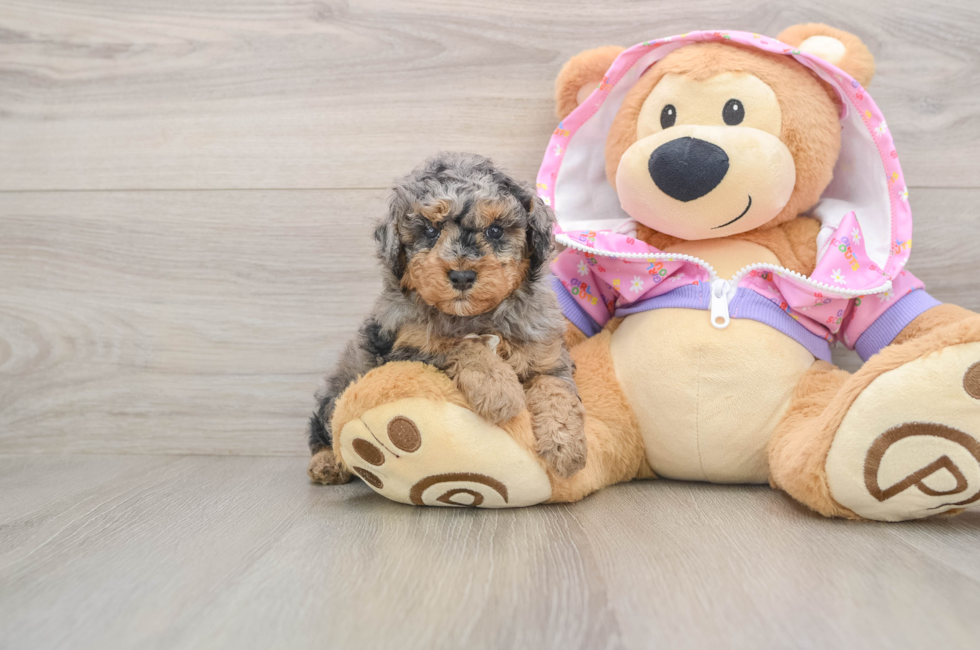 5 week old Poodle Puppy For Sale - Lone Star Pups