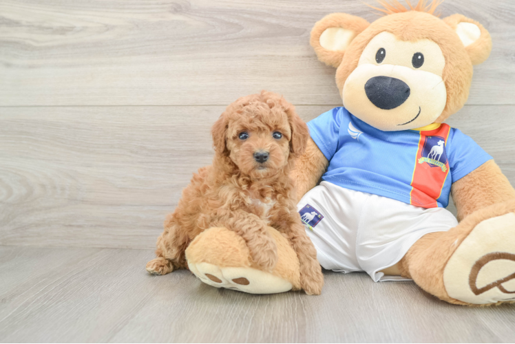 Akc Registered Poodle Baby