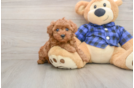 Funny Poodle Baby