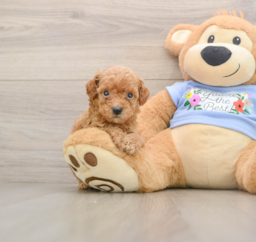 7 week old Poodle Puppy For Sale - Lone Star Pups