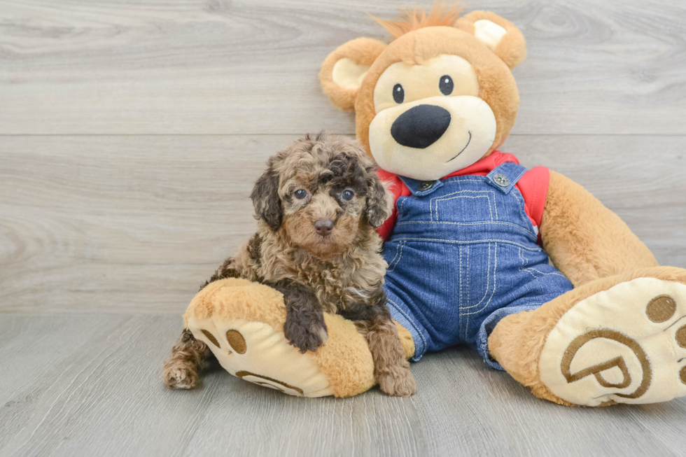 Small Poodle Baby