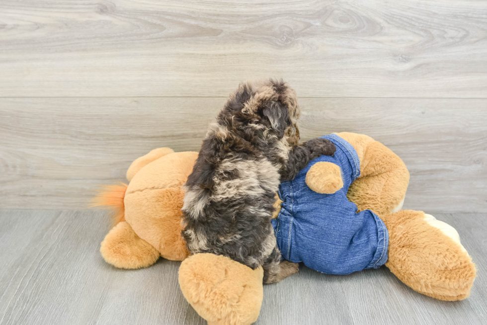 Smart Pooodle Purebred Puppy
