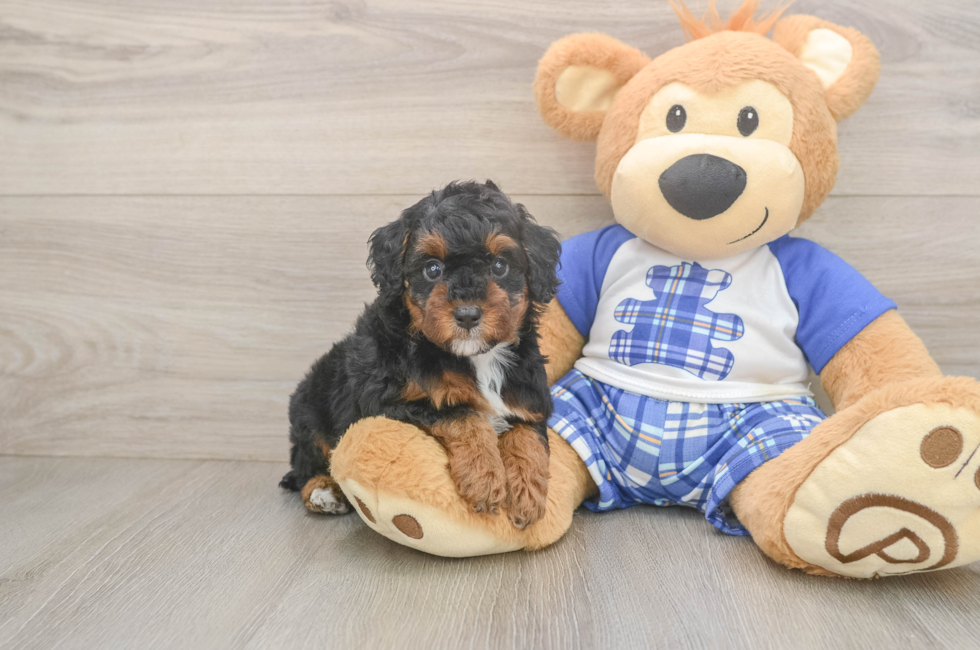 5 week old Poodle Puppy For Sale - Lone Star Pups
