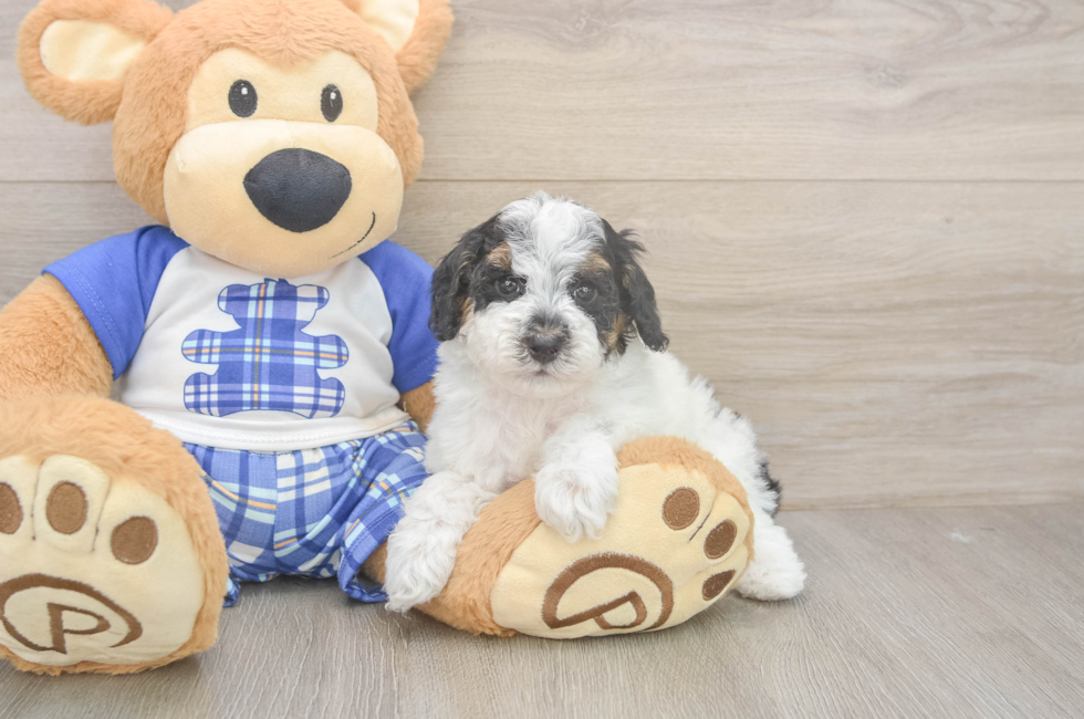 5 week old Poodle Puppy For Sale - Lone Star Pups