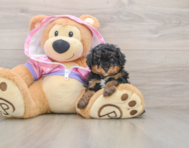 6 week old Poodle Puppy For Sale - Lone Star Pups