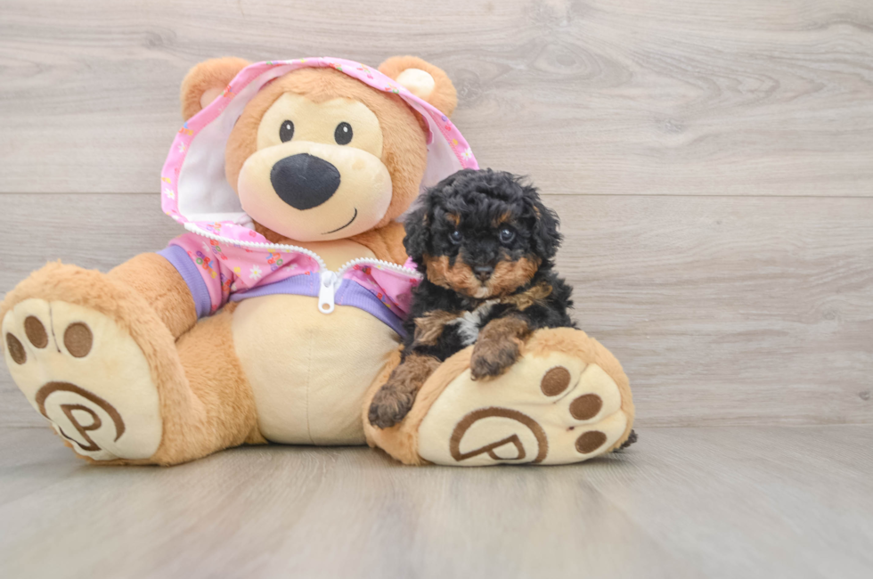 5 week old Poodle Puppy For Sale - Lone Star Pups