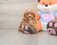 5 week old Poodle Puppy For Sale - Lone Star Pups