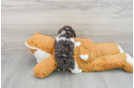 Poodle Puppy for Adoption