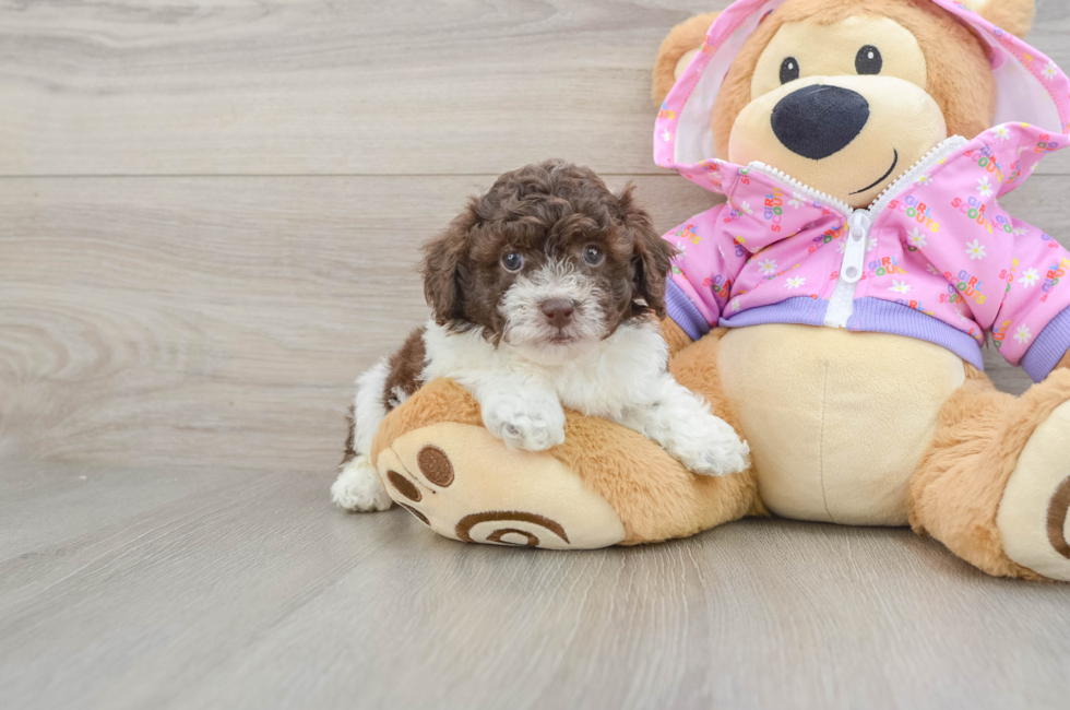 5 week old Poodle Puppy For Sale - Lone Star Pups