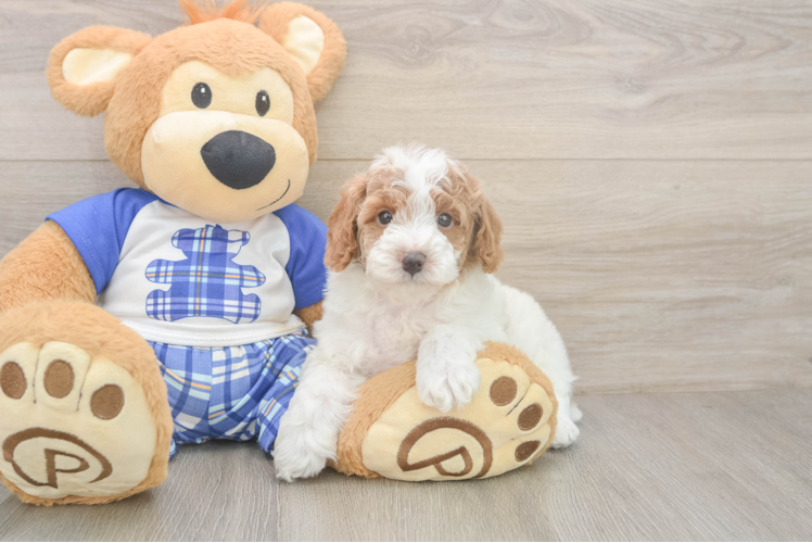 Akc Registered Poodle Purebred Pup