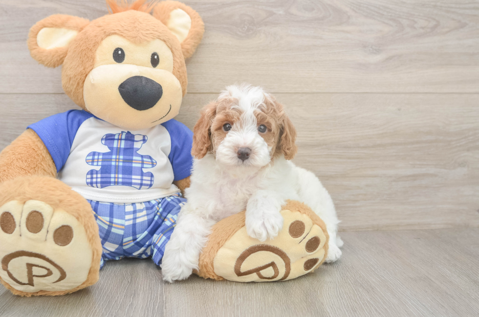 5 week old Poodle Puppy For Sale - Lone Star Pups