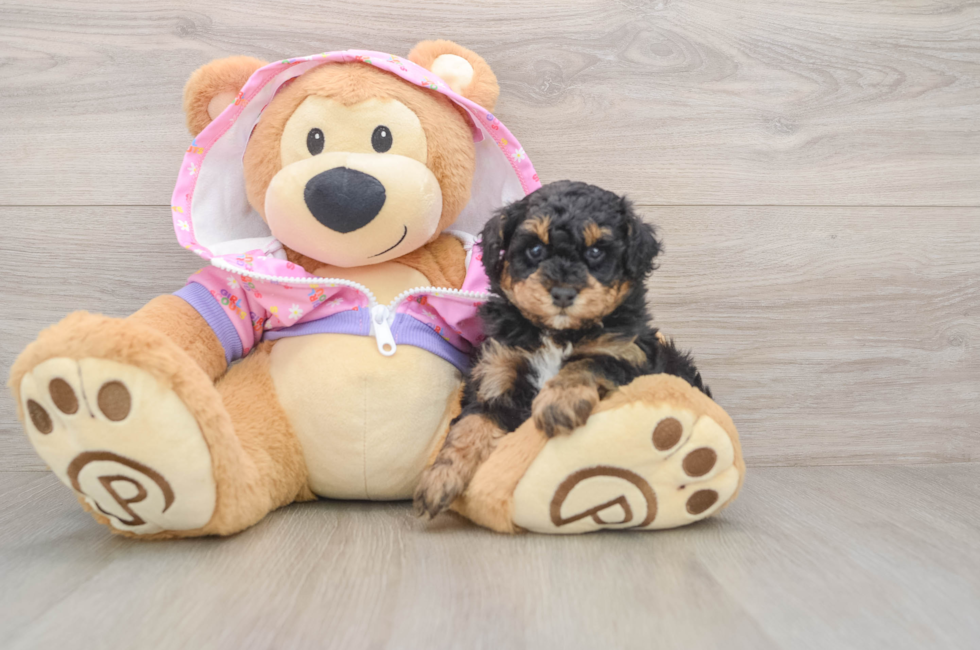 5 week old Poodle Puppy For Sale - Lone Star Pups