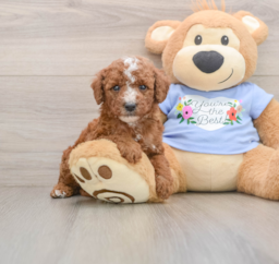 7 week old Poodle Puppy For Sale - Lone Star Pups