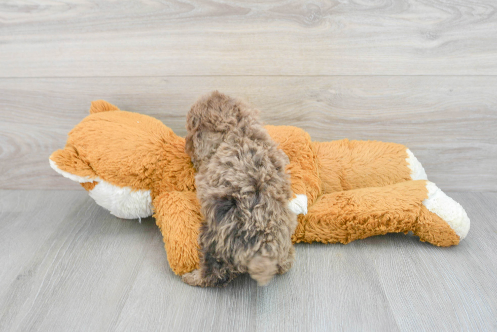 Poodle Pup Being Cute