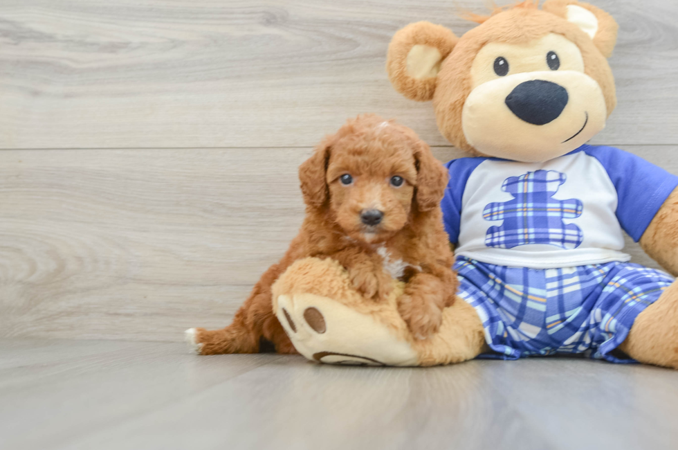 5 week old Poodle Puppy For Sale - Lone Star Pups