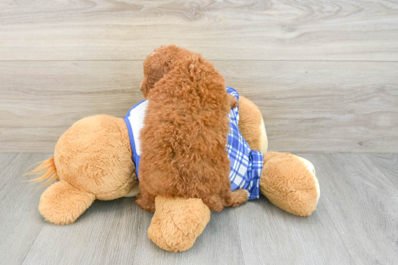 Meet Tate - our Poodle Puppy Photo 2/3 - Lone Star Pups