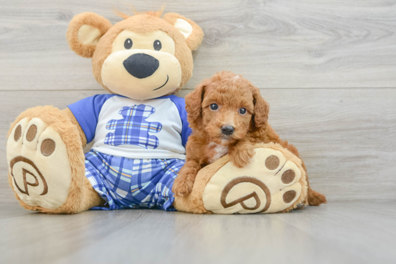 Meet Tate - our Poodle Puppy Photo 3/3 - Lone Star Pups