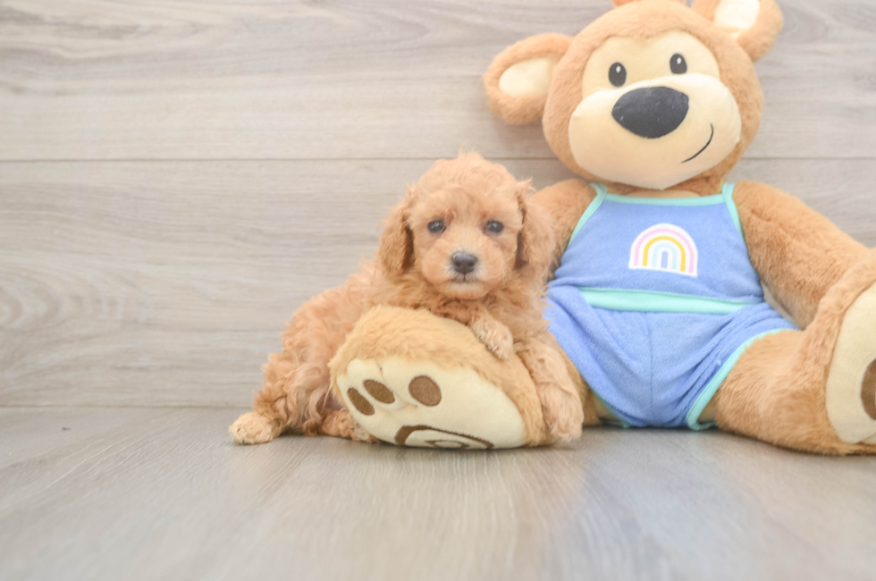 5 week old Poodle Puppy For Sale - Lone Star Pups