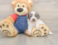 7 week old Poodle Puppy For Sale - Lone Star Pups