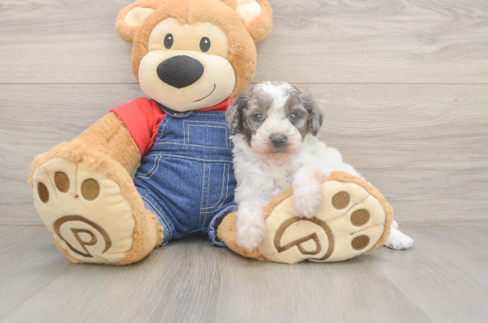 6 week old Poodle Puppy For Sale - Lone Star Pups