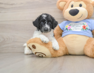 6 week old Poodle Puppy For Sale - Lone Star Pups