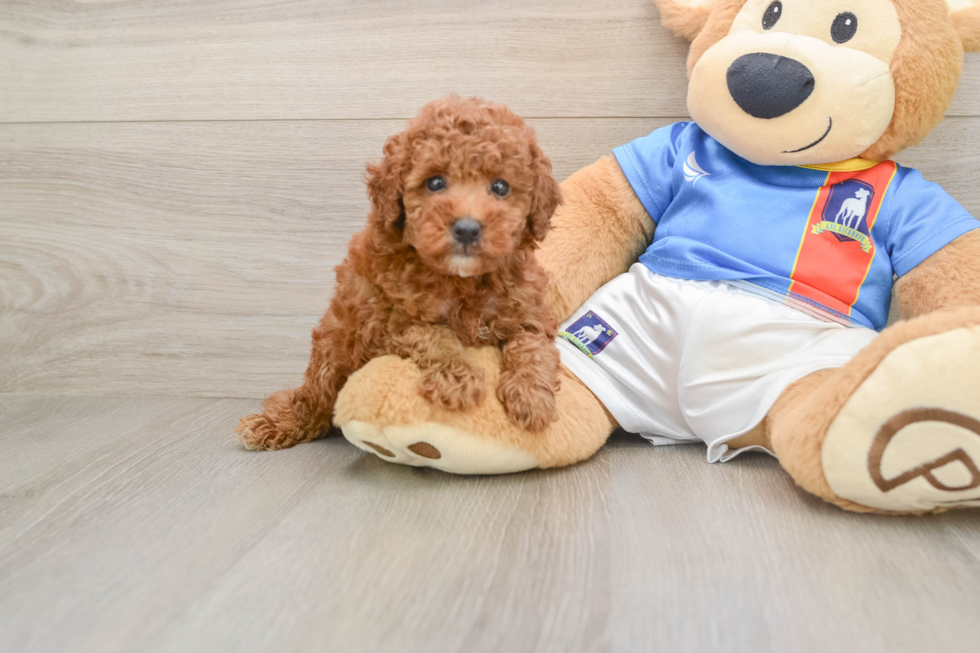 Hypoallergenic Poodle Purebred Pup