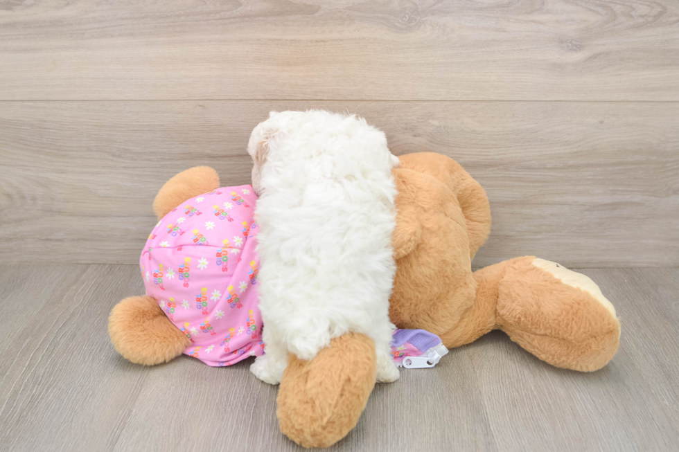 Small Poodle Baby