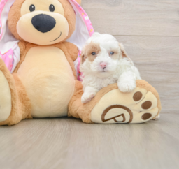 7 week old Poodle Puppy For Sale - Lone Star Pups