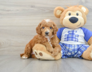 7 week old Poodle Puppy For Sale - Lone Star Pups