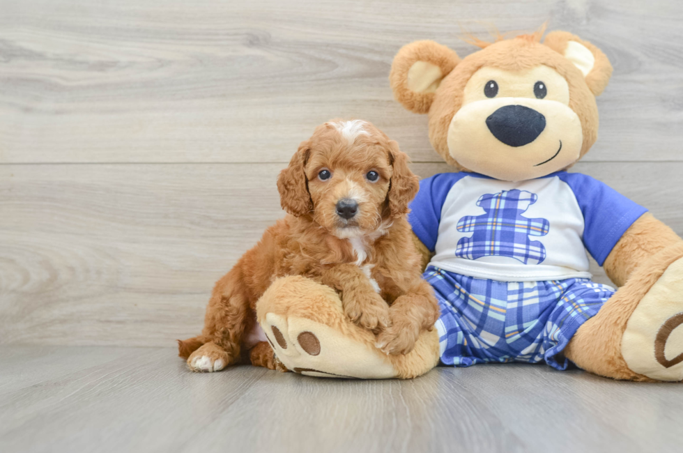 5 week old Poodle Puppy For Sale - Lone Star Pups
