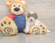 7 week old Poodle Puppy For Sale - Lone Star Pups
