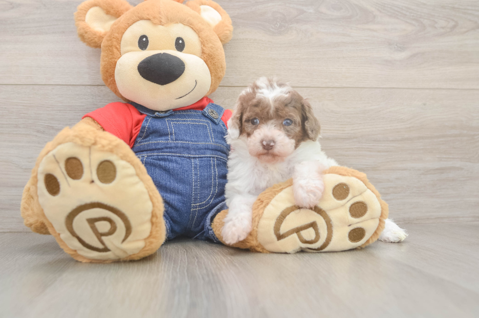 6 week old Poodle Puppy For Sale - Lone Star Pups