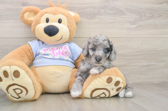 Popular Poodle Purebred Pup